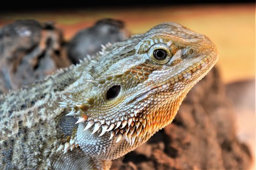 bearded dragon  lizard  spurs
