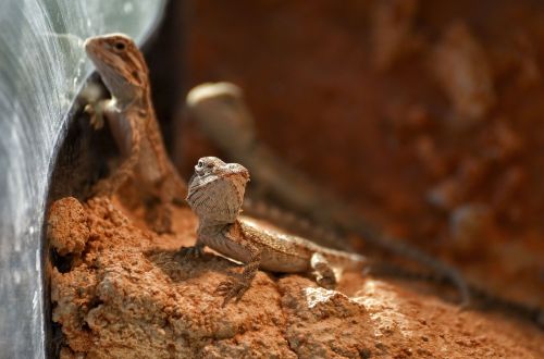 bearded dragons babies young animals