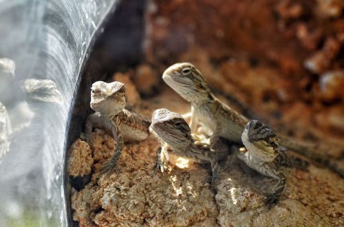 bearded dragons babies young animals