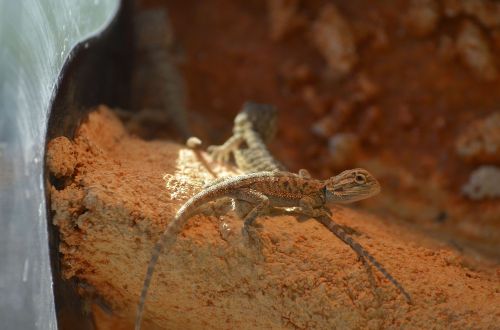 bearded dragons babies young animals