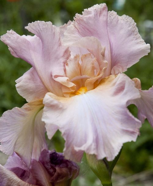 pink iris flower