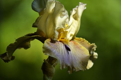 bearded iris tan iris garden