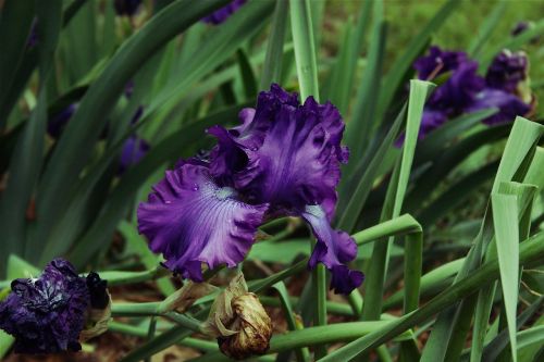 bearded iris bloom bearded