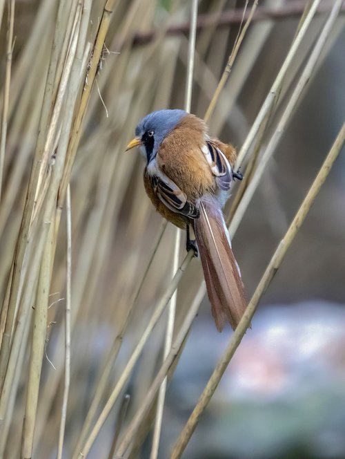 bearded-reedling  bird  wing