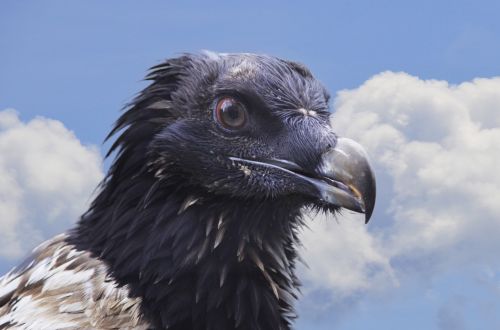 bearded vulture vulture bird