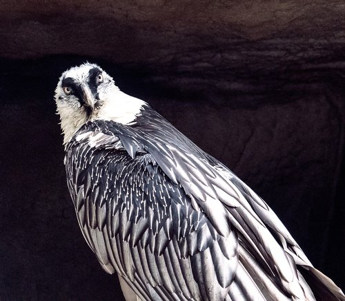 bearded vulture  vulture  bird