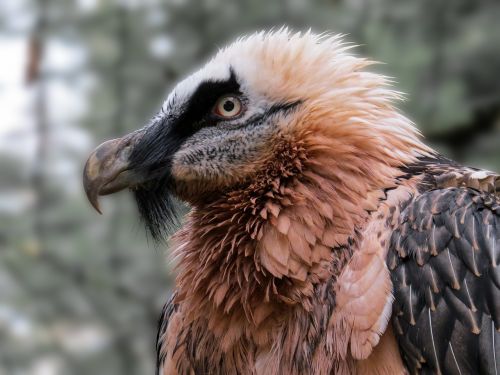 bearded vulture vulture head