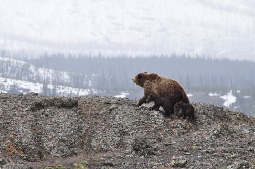 bears cubs wildlife