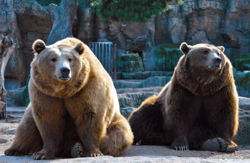 bears couple nature