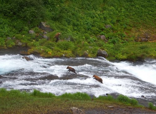 bears brown kamchatka bear