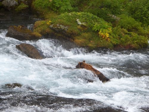 bears brown kamchatka bear