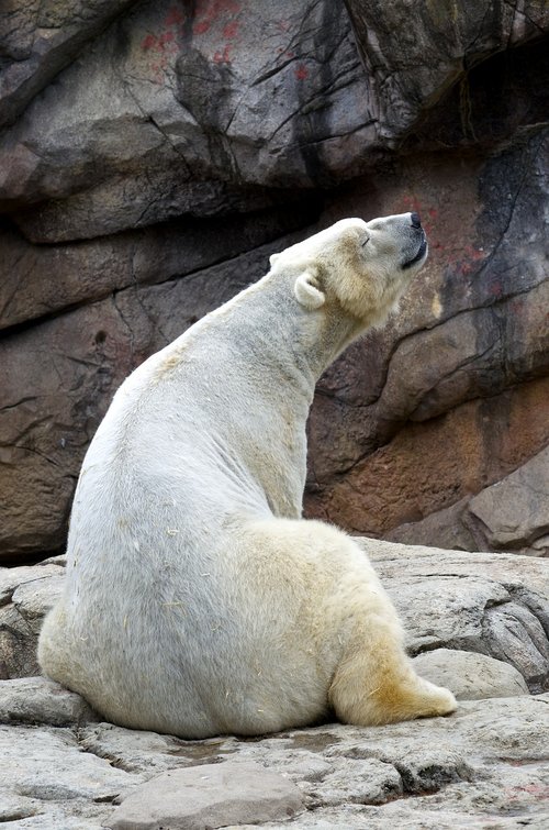bears  polar  bear
