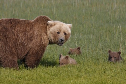 bears  brown  mother
