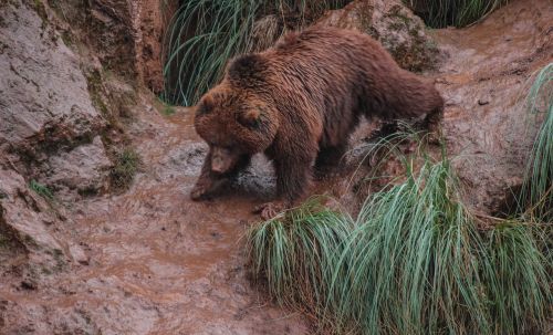 bears mud fauna