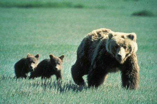 bears grizzly mother