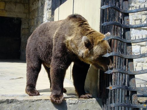bears animal wildlife