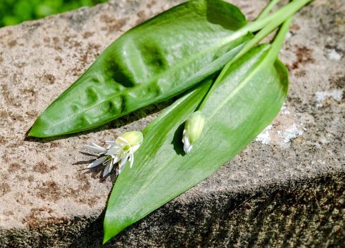 bear's garlic blossom bloom