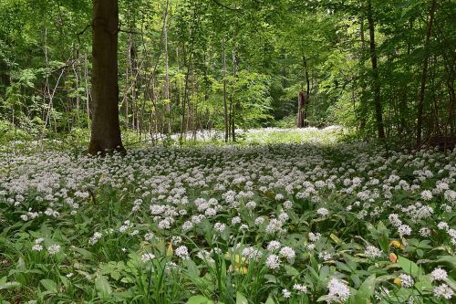 bear's garlic forest spring