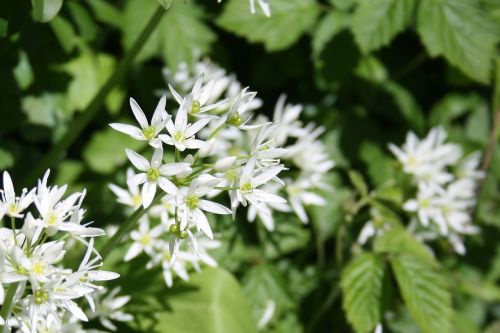 bear's garlic spring forest