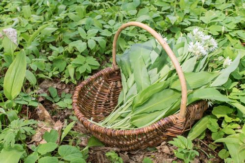 bear's garlic harvest green