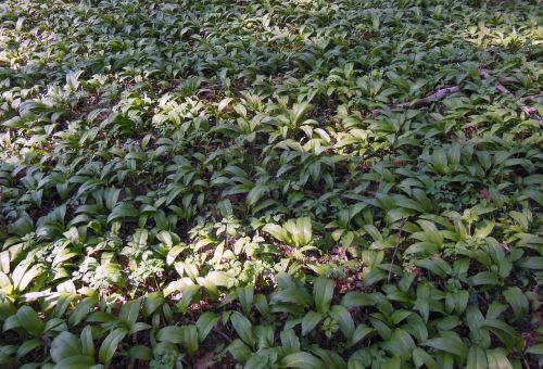 bear's garlic forest wood garlic