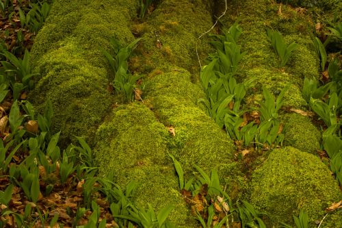 bear's garlic moss root