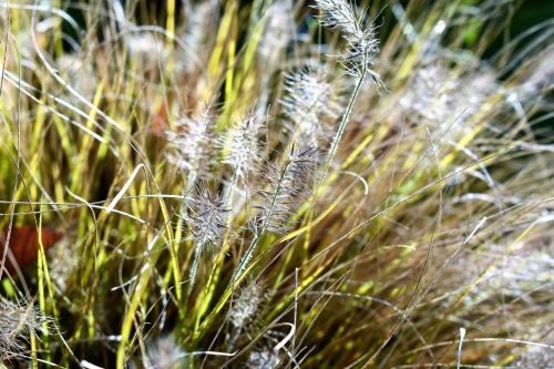 bearskin grass grass plant