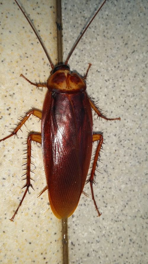 beast beetle cockroach