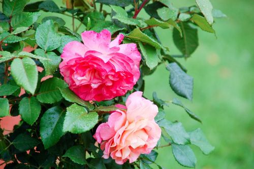 rose bloom beautiful