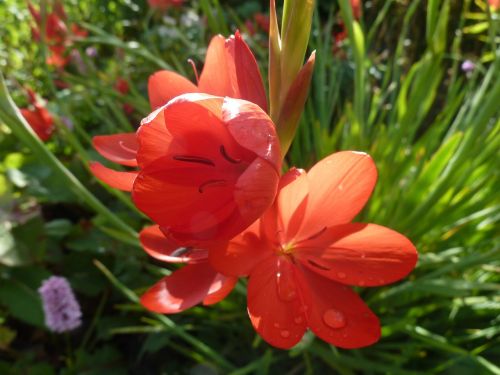 beautiful red summer flower