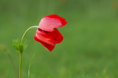 beautiful red flower