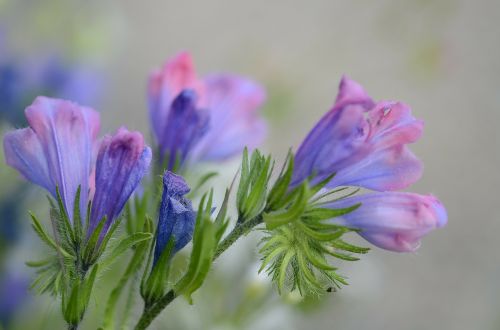 beautiful flower plant