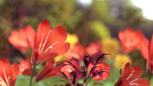 beautiful flowers nature