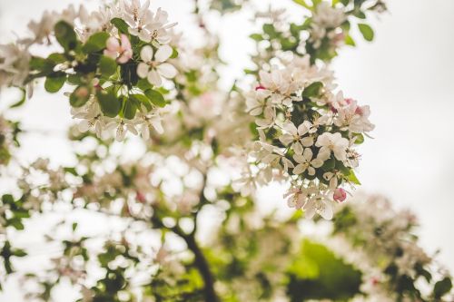 beautiful bloom blooming