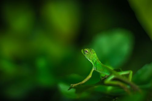 beautiful green iguana