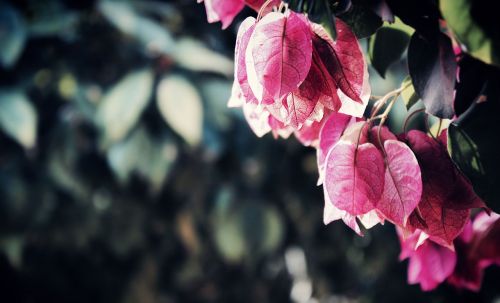 beautiful bougainvilleas branch