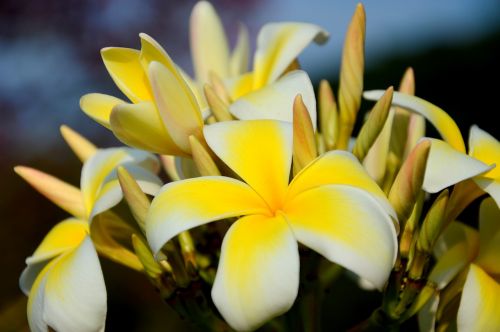 beautiful beautiful flowers bed of flowers