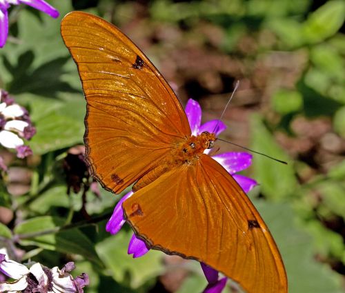 beautiful orange butterfly