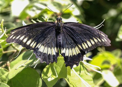 beautiful black and white butterfly