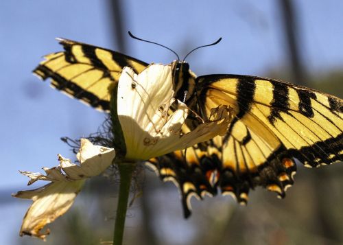 beautiful yellow black