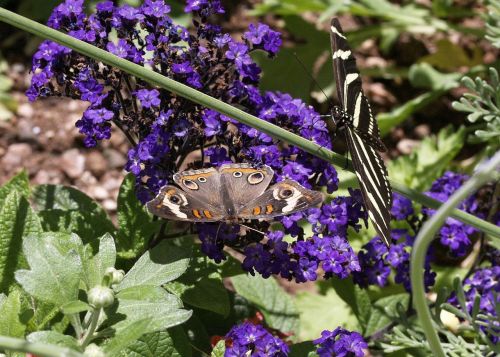 beautiful butterflies nature