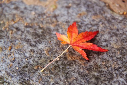 beautiful autumn leaf colorful