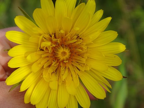 beautiful yellow spring