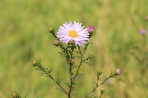 beautiful plant flower