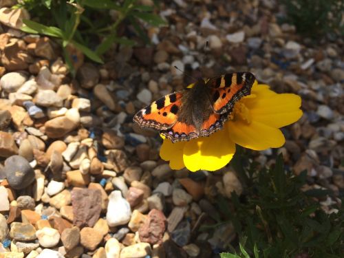 beautiful butterfly garden