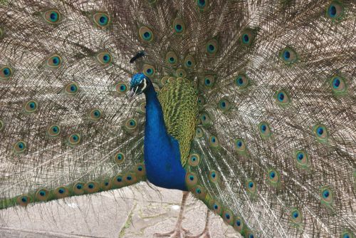 beautiful peacock full