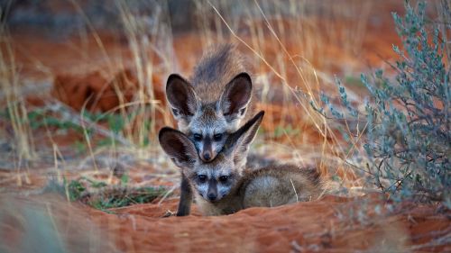 beautiful fox family