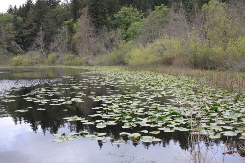 beautiful water lilies