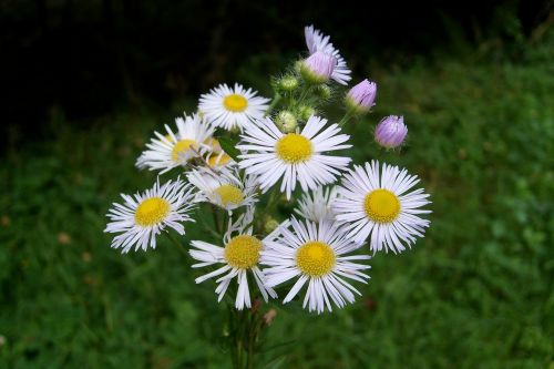 beautiful bouquet of flowers nature