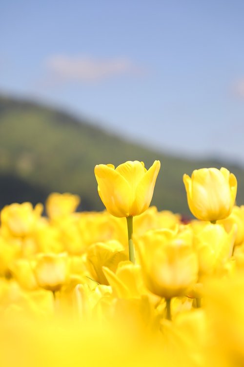 beautiful  flowers and plants  spring